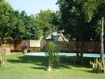 Flat Cat Sodwana Bay Kwazulu Natal South Africa Palm Tree, Plant, Nature, Wood, Swimming Pool