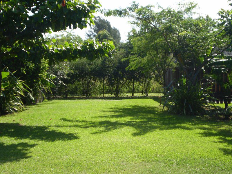 Flat Cat Sodwana Bay Kwazulu Natal South Africa Palm Tree, Plant, Nature, Wood