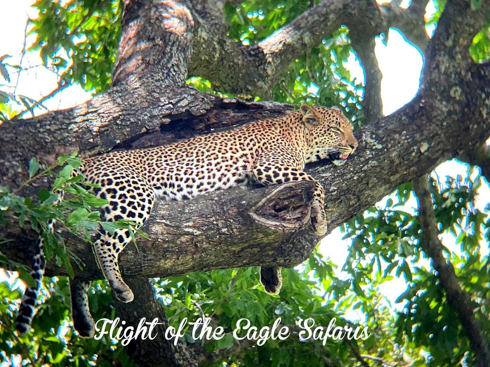 Flight Of The Eagle At Kruger Marloth Park Mpumalanga South Africa Leopard, Mammal, Animal, Big Cat, Predator