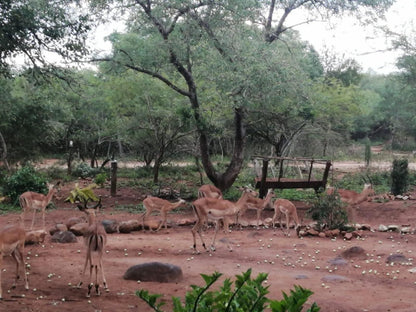 Flight Of The Eagle At Kruger Marloth Park Mpumalanga South Africa Giraffe, Mammal, Animal, Herbivore, Deer