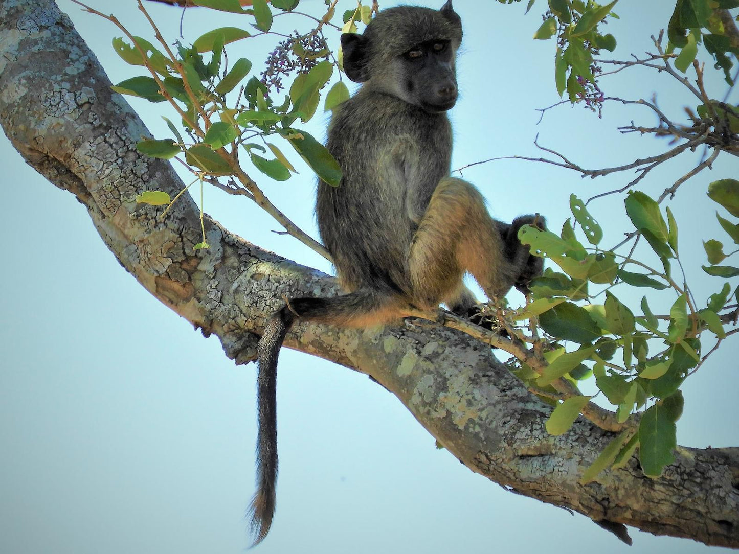 Flight Of The Eagle At Kruger Marloth Park Mpumalanga South Africa Primate, Mammal, Animal