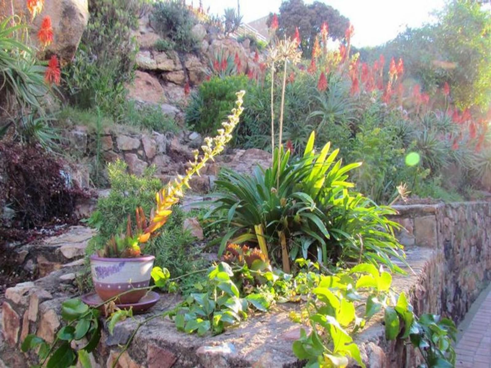Floracliffe Guesthouse And Events Floracliffe Johannesburg Gauteng South Africa Plant, Nature, Garden