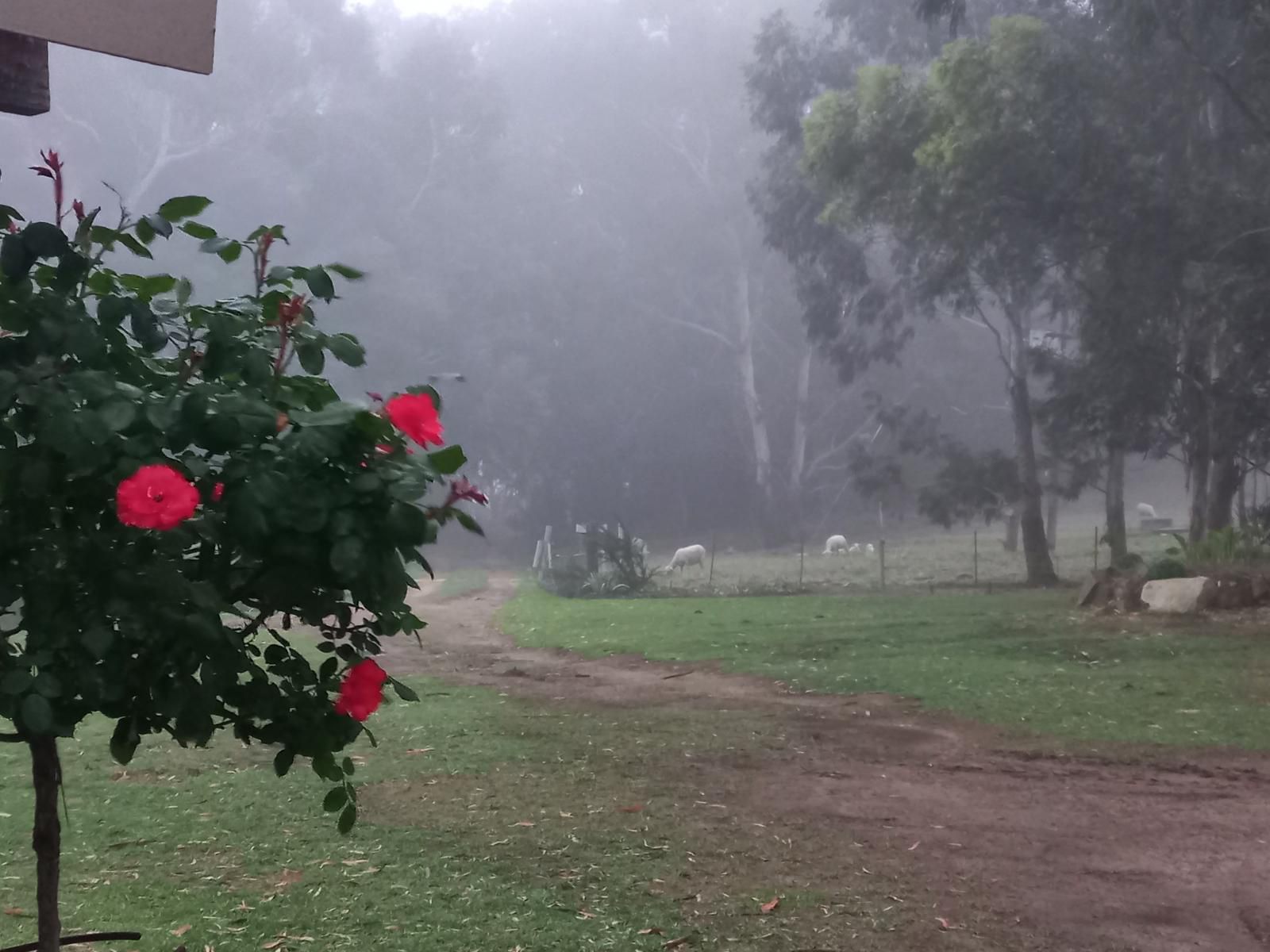 Forellenhof Guest Farm, Rose, Flower, Plant, Nature, Rain