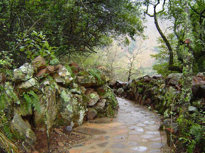 Forest Creek Lodge And Spa Dullstroom Mpumalanga South Africa Forest, Nature, Plant, Tree, Wood, River, Waters, Waterfall