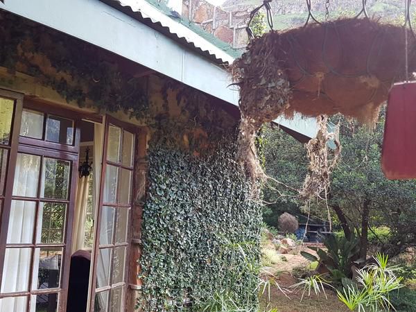 Forest Creek Lodge And Spa Dullstroom Mpumalanga South Africa Asian Architecture, Architecture, Plant, Nature, Framing