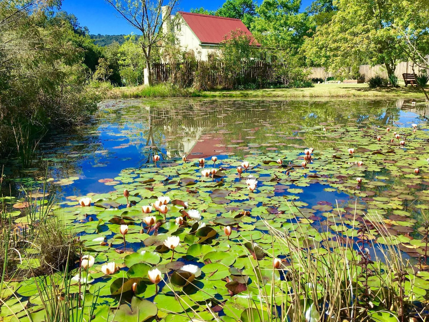 Forest Edge Knysna Western Cape South Africa Garden, Nature, Plant