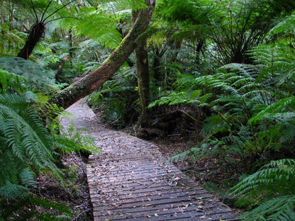 Forest Edge Knysna Western Cape South Africa Forest, Nature, Plant, Tree, Wood, Leading Lines