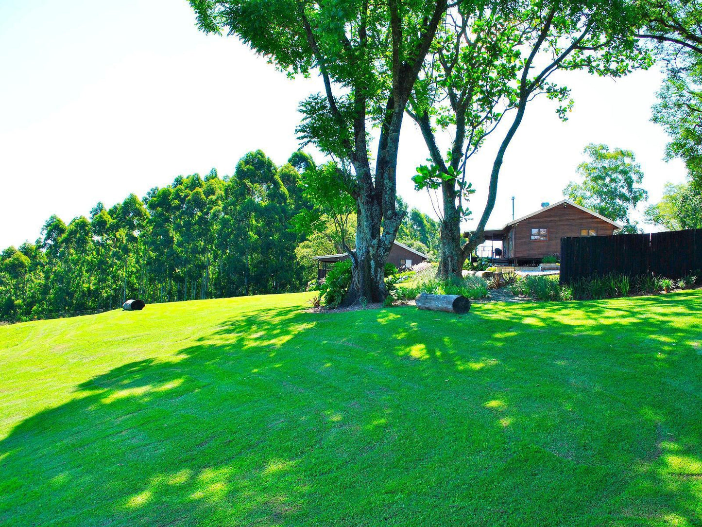 Forest View Cabins Tzaneen Limpopo Province South Africa Plant, Nature