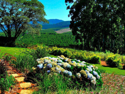 Forest View Cabins Tzaneen Limpopo Province South Africa Plant, Nature, Garden