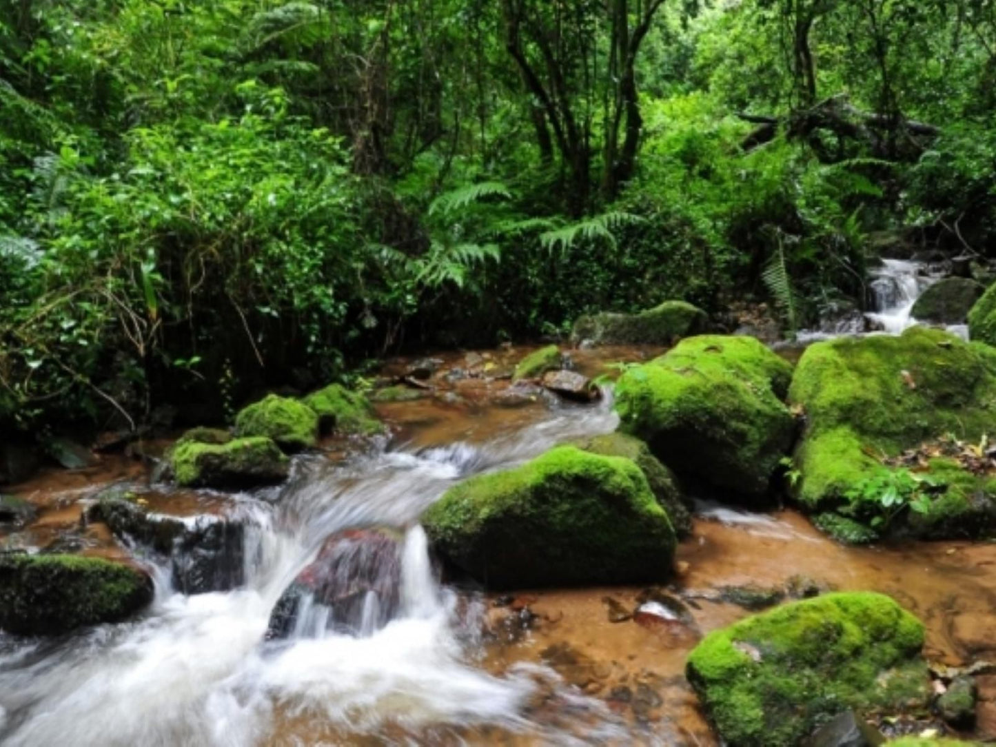 Forest Bird Lodge Magoebaskloof Limpopo Province South Africa Forest, Nature, Plant, Tree, Wood, River, Waters, Waterfall