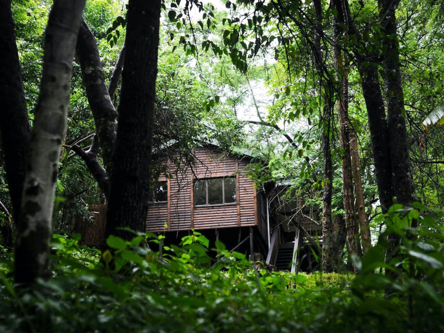 Forest Bird Lodge Magoebaskloof Limpopo Province South Africa Building, Architecture, Forest, Nature, Plant, Tree, Wood