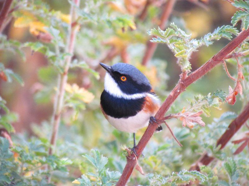 Forest Cottage Dullstroom Mpumalanga South Africa Blackbird, Bird, Animal