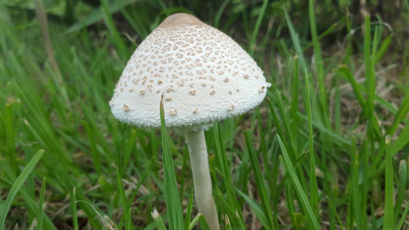 Forest Cottage Dullstroom Mpumalanga South Africa Mushroom, Nature