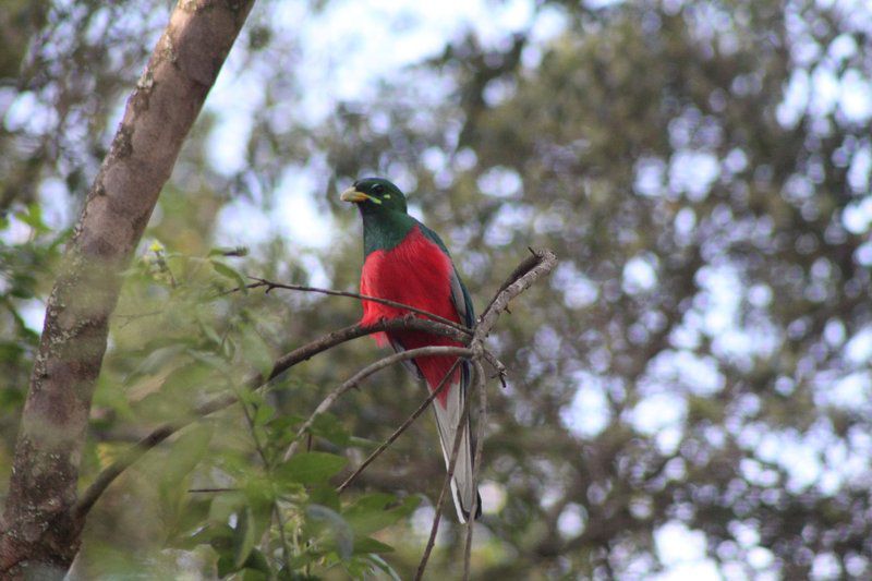 Forest Cottage Dullstroom Mpumalanga South Africa Parrot, Bird, Animal