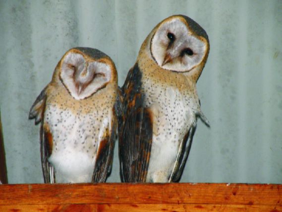 Forest Lake Manor Wilderness Western Cape South Africa Owl, Bird, Animal, Predator