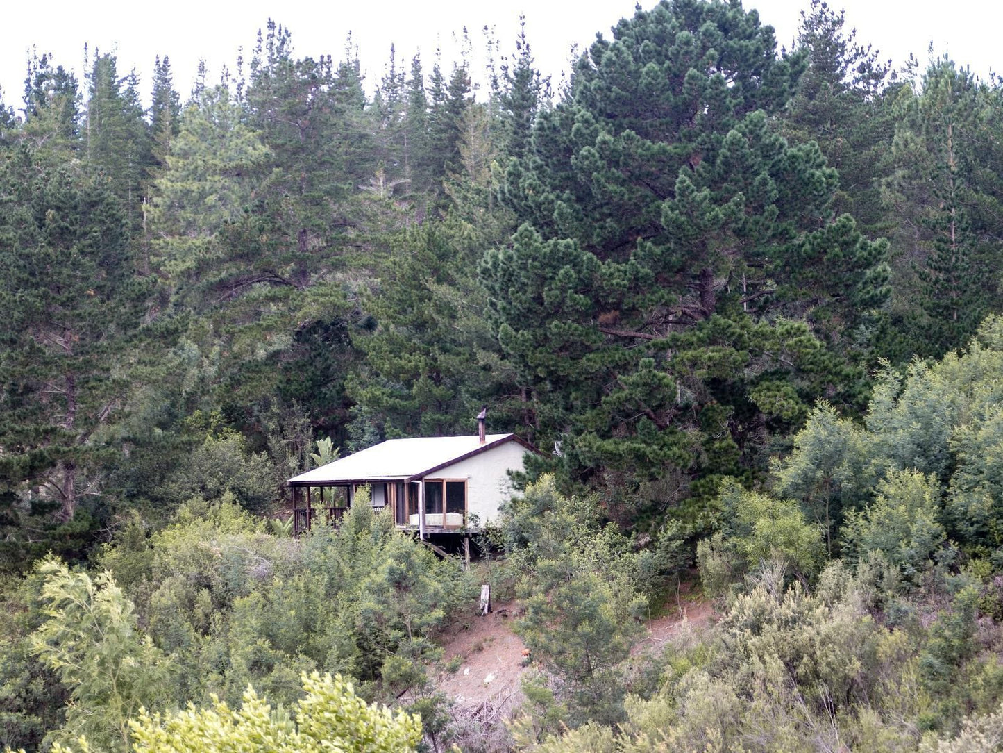 Forest Valley Cottages Phantom Acres Knysna Western Cape South Africa Unsaturated, Tree, Plant, Nature, Wood