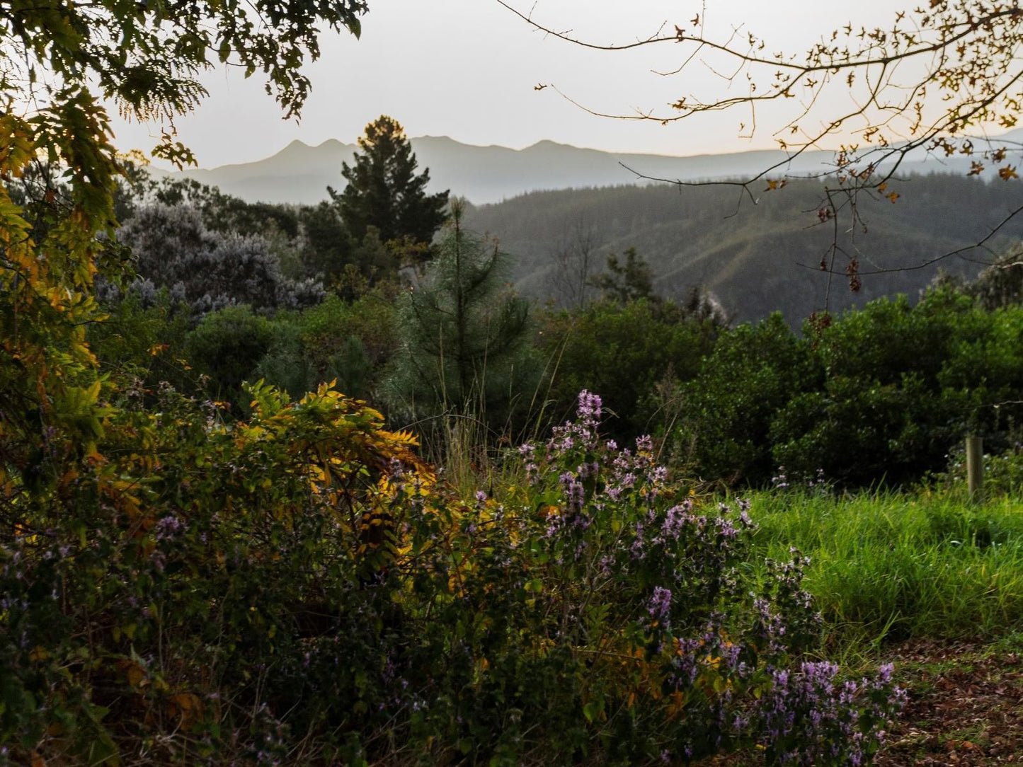 Forest Valley Cottages Phantom Acres Knysna Western Cape South Africa Tree, Plant, Nature, Wood, Highland