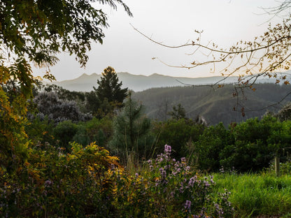 Forest Valley Cottages Phantom Acres Knysna Western Cape South Africa Tree, Plant, Nature, Wood, Highland