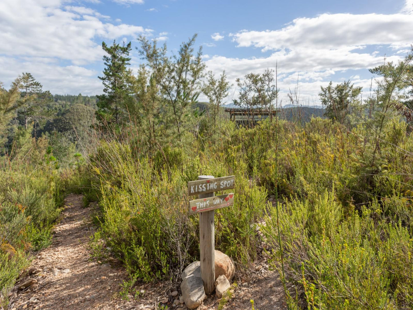 Forest Valley Cottages Phantom Acres Knysna Western Cape South Africa Tree, Plant, Nature, Wood