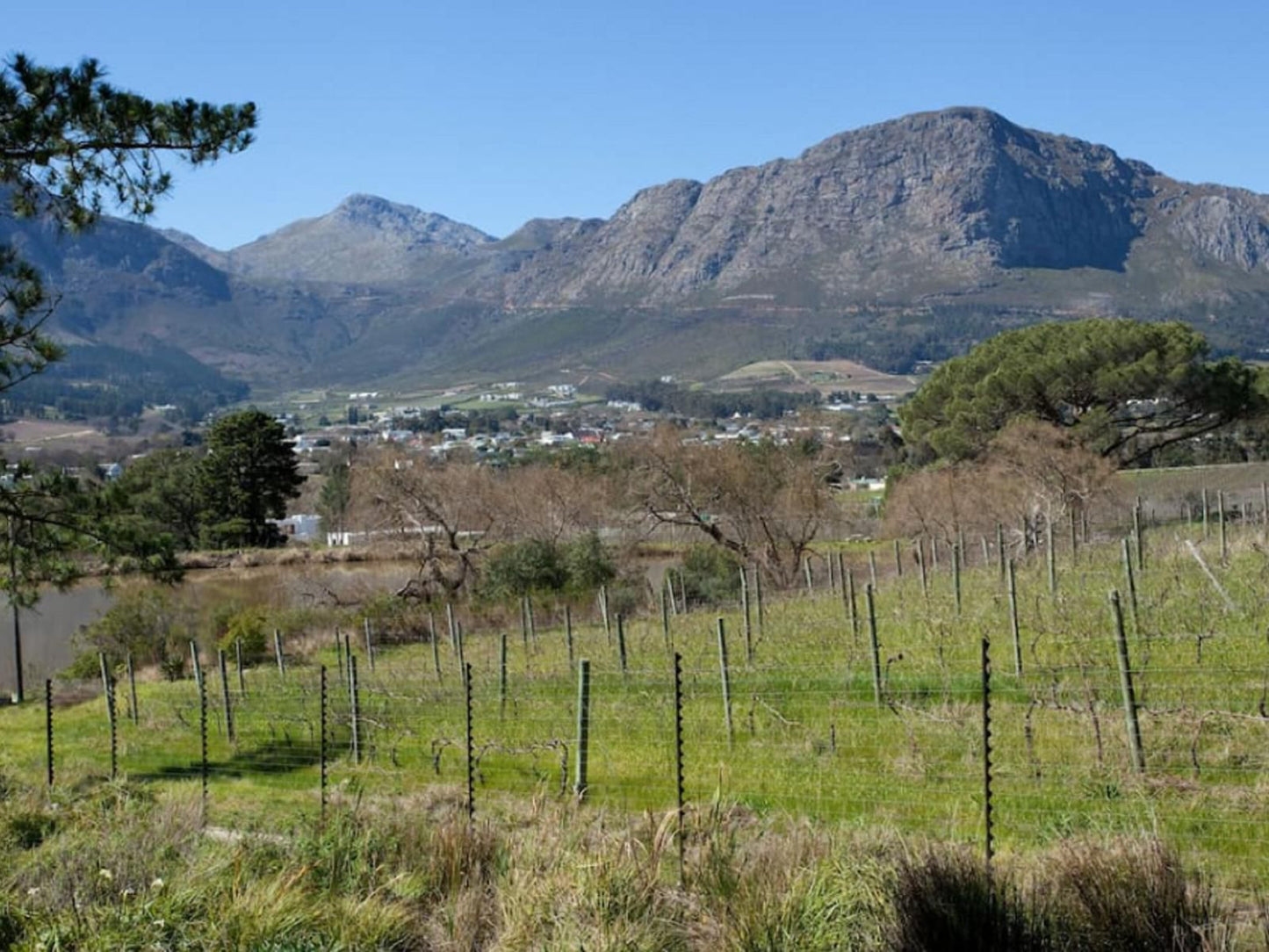 Forget Me Not Franschhoek Western Cape South Africa Complementary Colors, Mountain, Nature, Highland