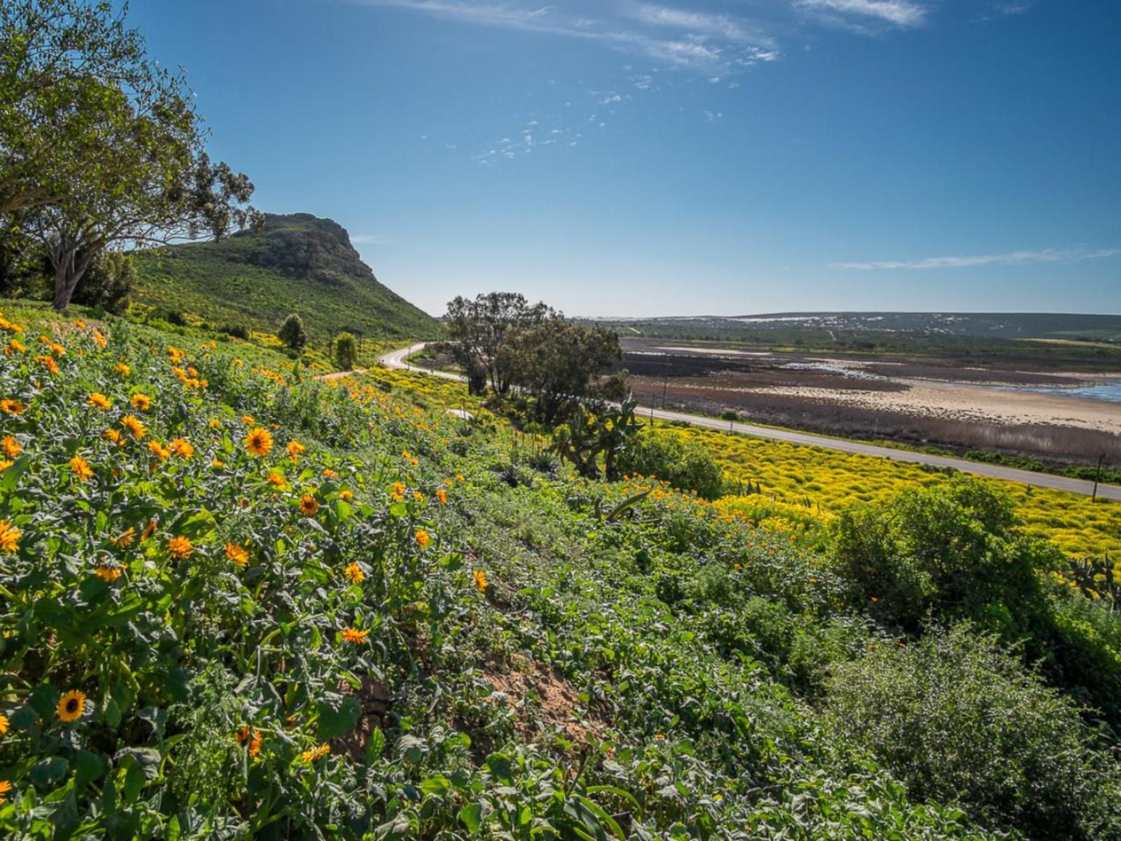 Fork West Holiday Apartments Elands Bay Western Cape South Africa Complementary Colors, Field, Nature, Agriculture, Plant, Canola