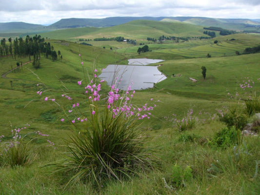 Forty Winks Rosetta Kwazulu Natal South Africa Meadow, Nature, Mountain, Highland