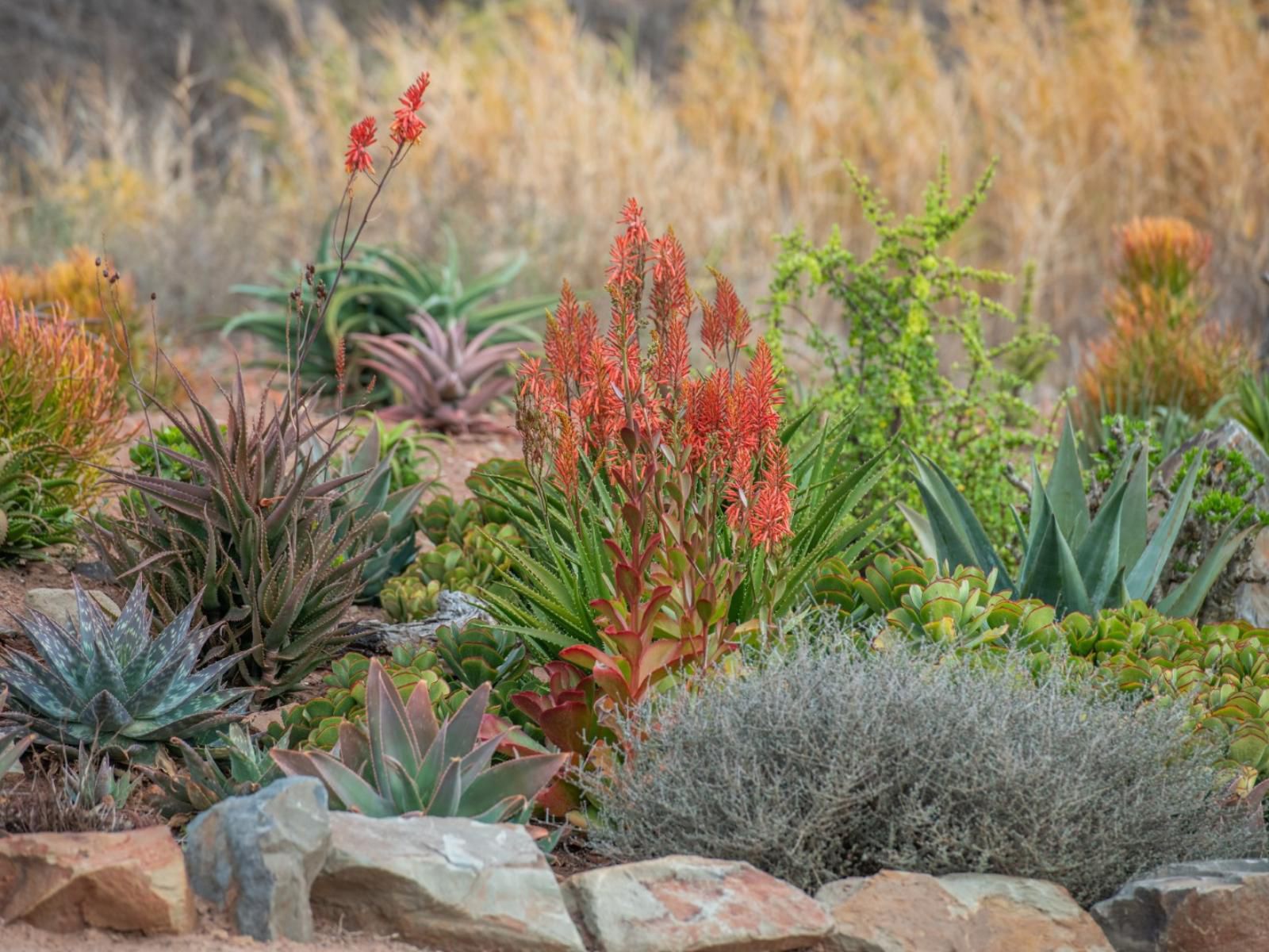 Fossil Hills Farm Cottage Mcgregor Western Cape South Africa Plant, Nature, Garden