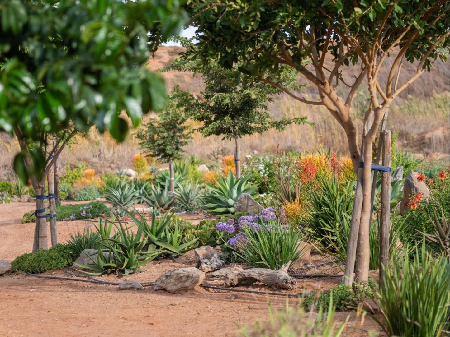 Fossil Hills Farm Cottage Mcgregor Western Cape South Africa Plant, Nature, Garden