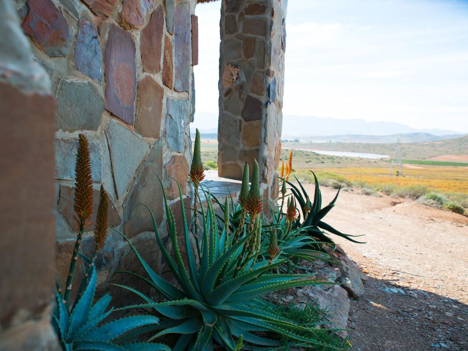 Fossil Hills Farm Cottage Mcgregor Western Cape South Africa Cactus, Plant, Nature