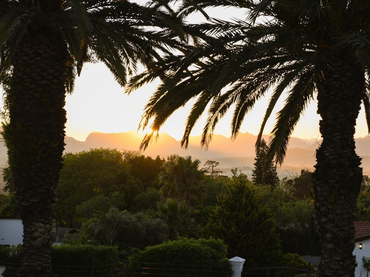 Four Palms Accommodation Durbanville Cape Town Western Cape South Africa Palm Tree, Plant, Nature, Wood, Framing, Sunset, Sky