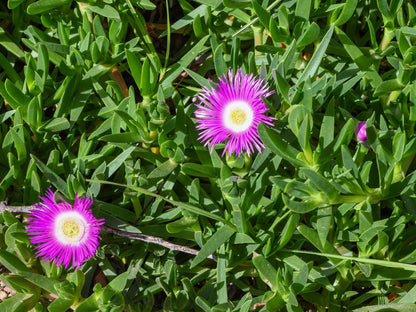 Four Palms Accommodation Durbanville Cape Town Western Cape South Africa Colorful, Daisy, Flower, Plant, Nature