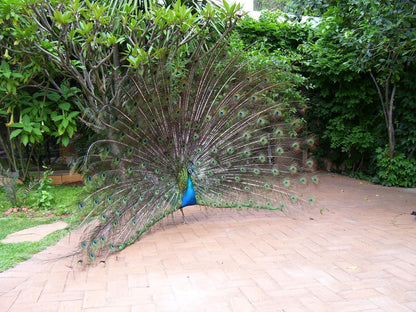 Foxwood House Houghton Johannesburg Gauteng South Africa Peafowl, Bird, Animal, Plant, Nature, Garden