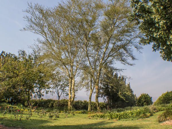 Francines Venue And Farmhouse Hoedspruit Limpopo Province South Africa Field, Nature, Agriculture, Tree, Plant, Wood