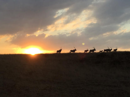 Francolin Creek Guest Lodge Frankfort Free State South Africa Silhouette, Sky, Nature, Sunset