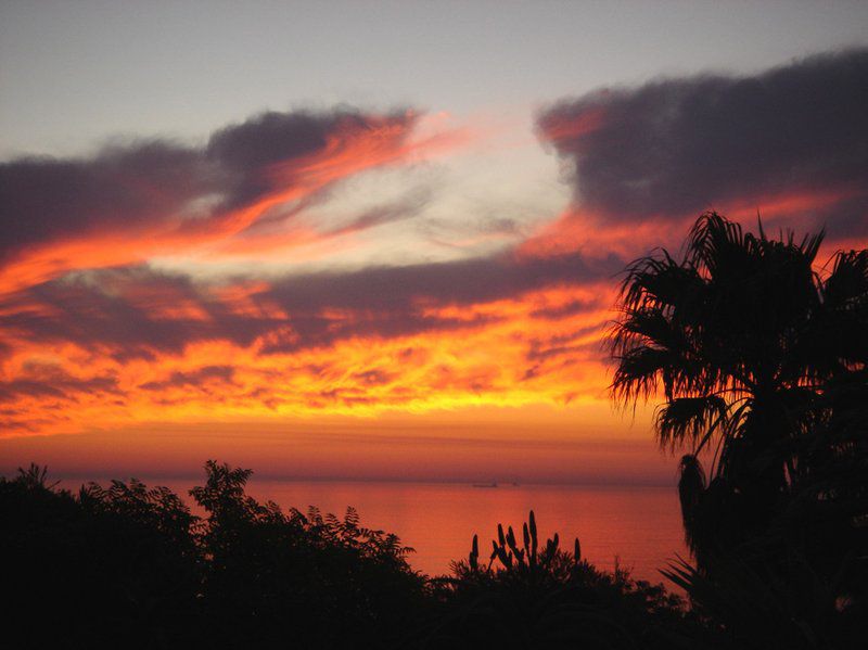 Frangipani Guest House Camps Bay Cape Town Western Cape South Africa Beach, Nature, Sand, Palm Tree, Plant, Wood, Sky, Sunset