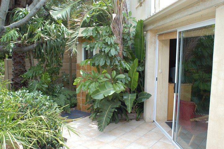 Frangipani Guest House Camps Bay Cape Town Western Cape South Africa Palm Tree, Plant, Nature, Wood, Garden