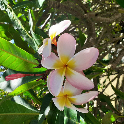 Frangipani House Port Alfred Eastern Cape South Africa Blossom, Plant, Nature, Lily, Flower