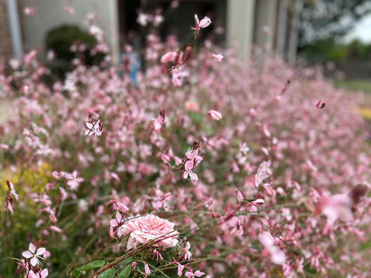 Frankfort Self Catering, Blossom, Plant, Nature, Flower, Bokeh, Garden