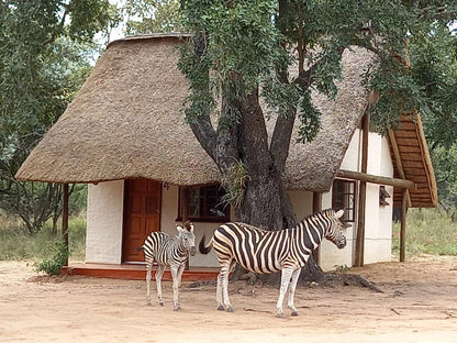 Franks Bush Camp Thornybush Game Reserve Mpumalanga South Africa Zebra, Mammal, Animal, Herbivore