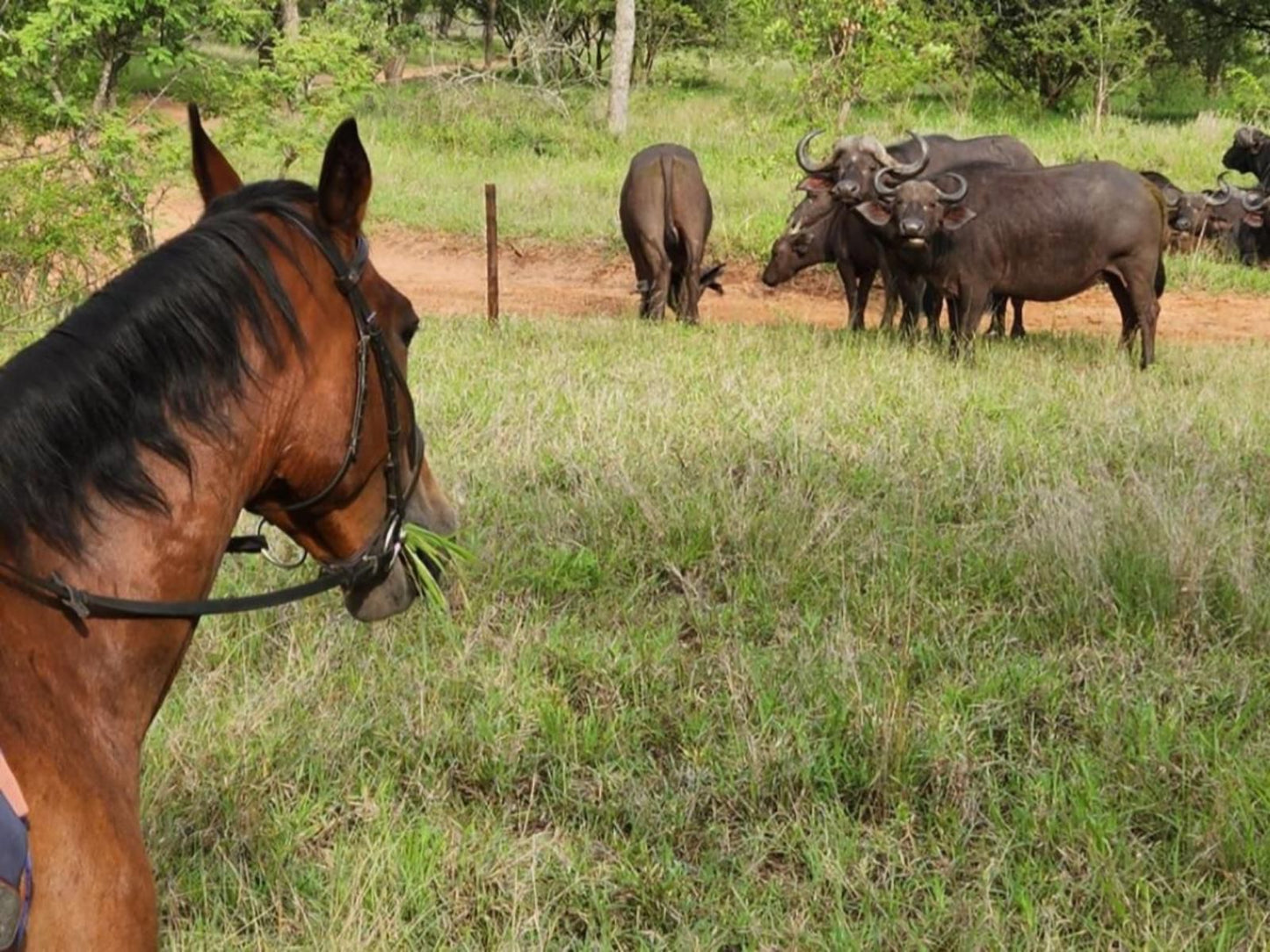 Franks Bush Camp Thornybush Game Reserve Mpumalanga South Africa Animal