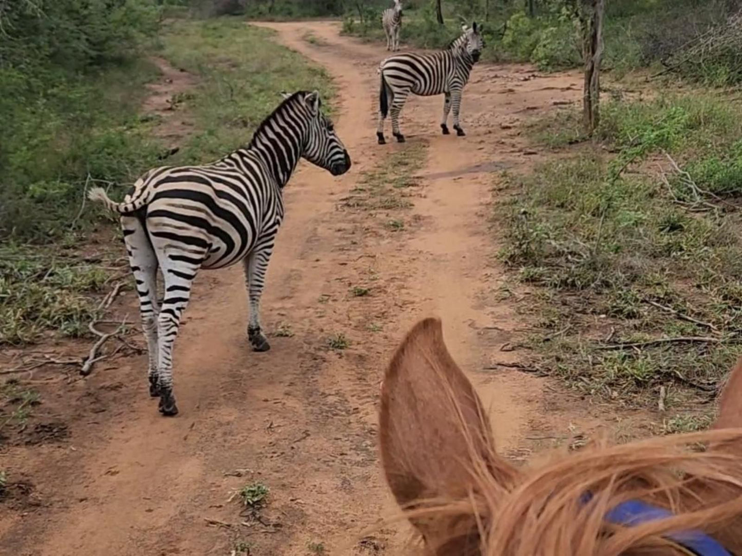 Franks Bush Camp Thornybush Game Reserve Mpumalanga South Africa Zebra, Mammal, Animal, Herbivore