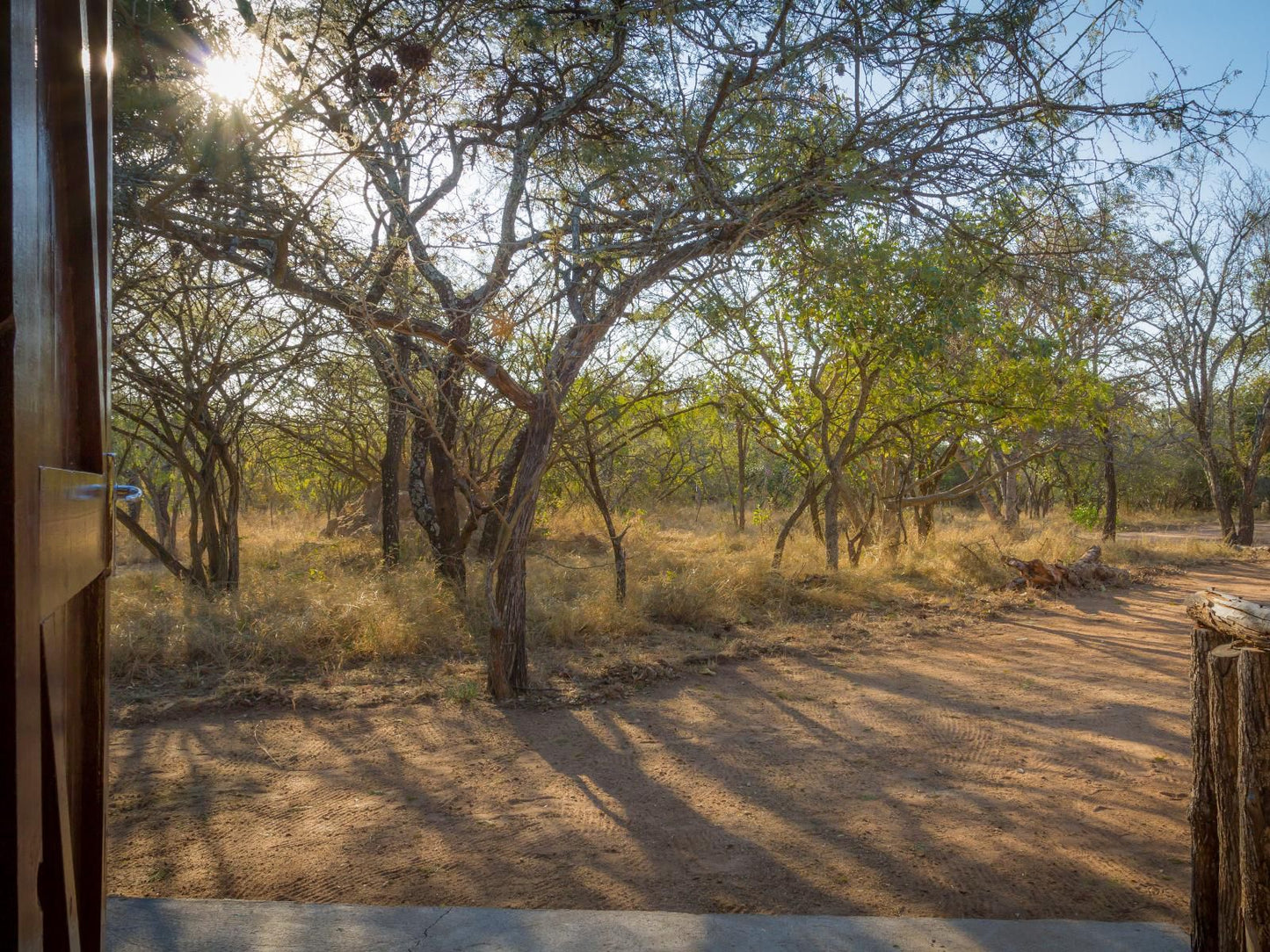 Franks Bush Camp Thornybush Game Reserve Mpumalanga South Africa Forest, Nature, Plant, Tree, Wood, Desert, Sand, Lowland