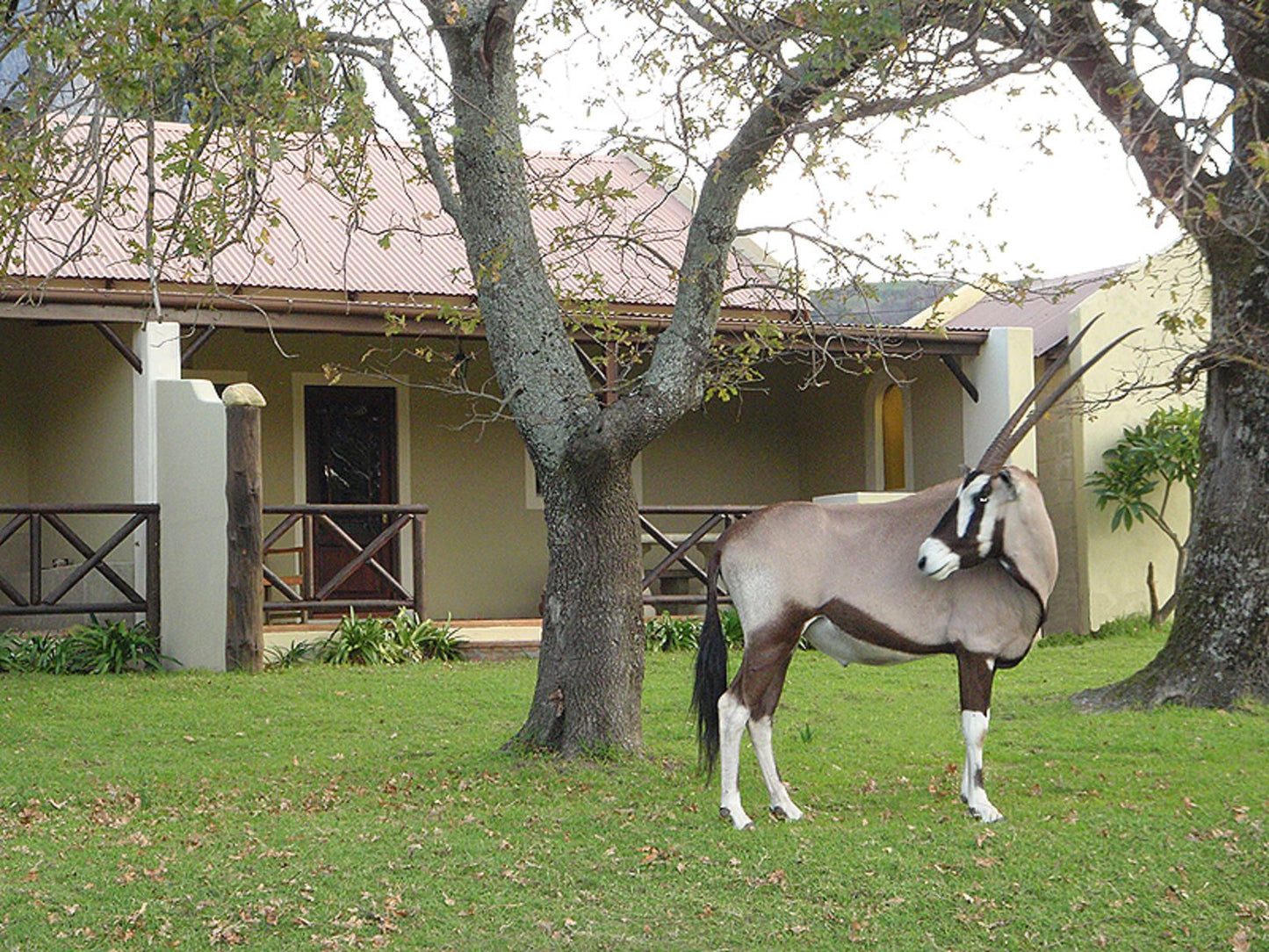 Franschhoek Country Cottages Franschhoek Western Cape South Africa Horse, Mammal, Animal, Herbivore