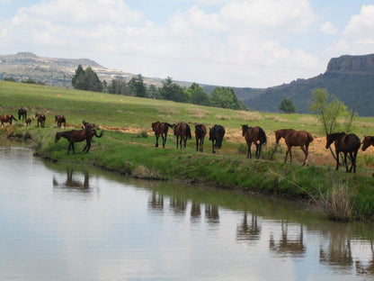 Franshoek Farm And Polo School Ficksburg Free State South Africa Cow, Mammal, Animal, Agriculture, Farm Animal, Herbivore, Horse, River, Nature, Waters