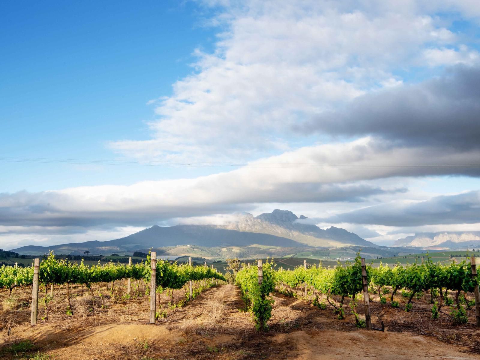 Fransmanshuijs Luxury Farmhouse Devonvallei Stellenbosch Western Cape South Africa Complementary Colors, Field, Nature, Agriculture