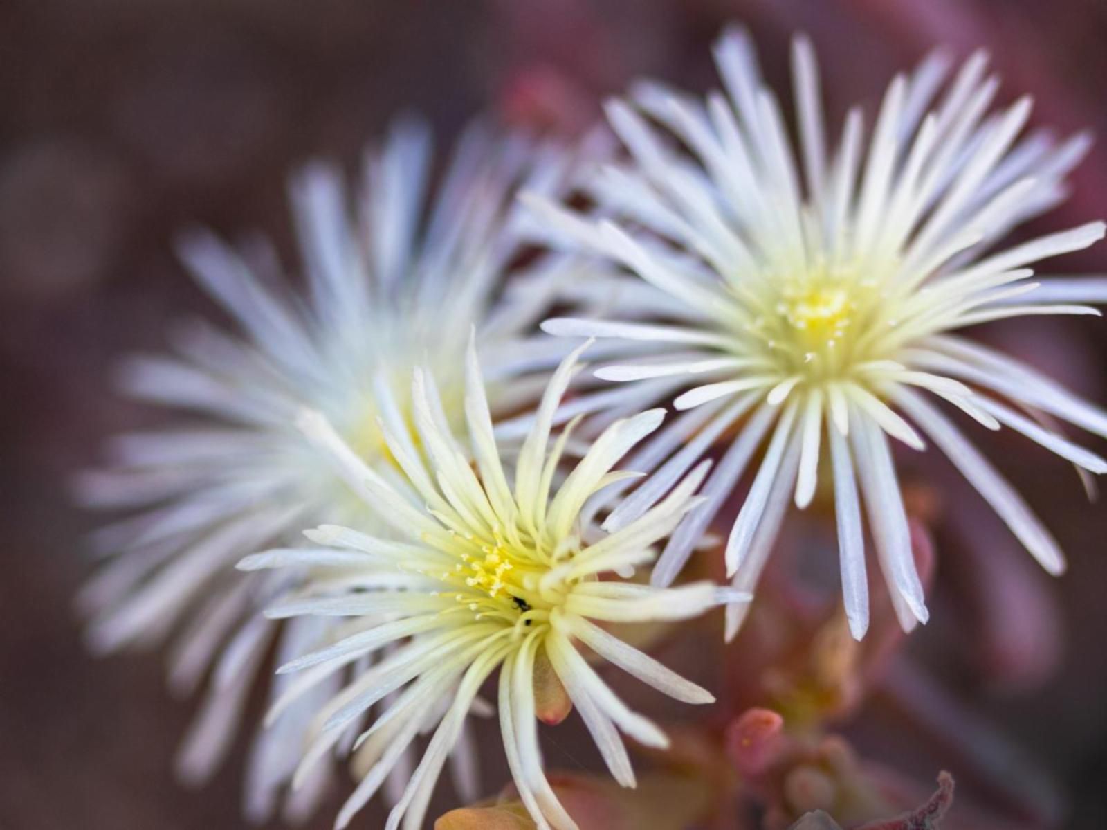 Free At Last Klein Karoo Health Farm Ladismith Western Cape South Africa Plant, Nature, Bokeh