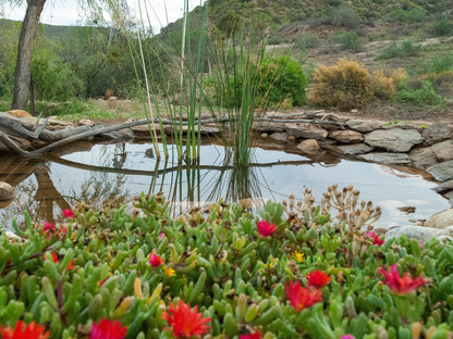 Free At Last Klein Karoo Health Farm Ladismith Western Cape South Africa Plant, Nature, Garden