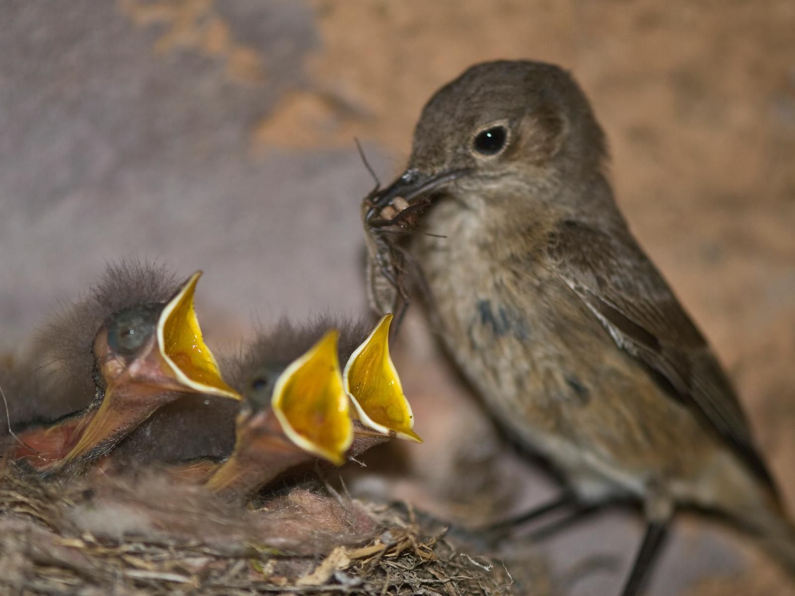 Free At Last Klein Karoo Health Farm Ladismith Western Cape South Africa Bird, Animal