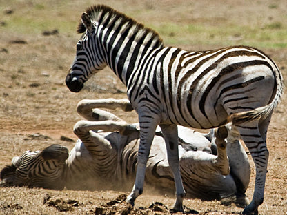 Free At Last Klein Karoo Health Farm Ladismith Western Cape South Africa Zebra, Mammal, Animal, Herbivore