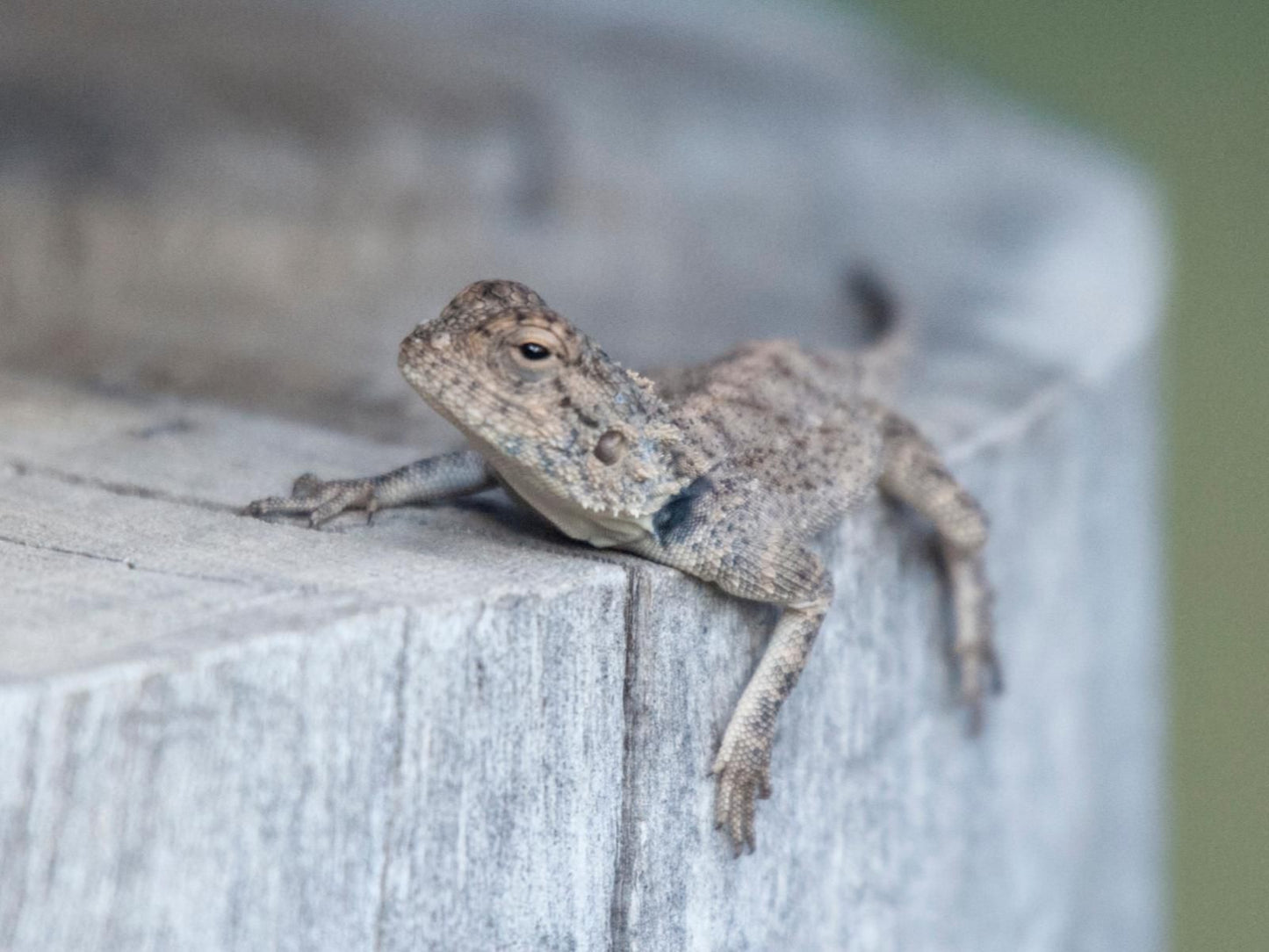 Free At Last Klein Karoo Health Farm Ladismith Western Cape South Africa Frog, Amphibian, Animal, Lizard, Reptile